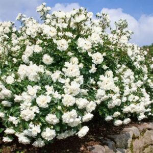 Роза Альба Мейяндекор (белая) (P9, 2025)