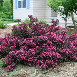 Вейгела Нана Пурпуреа (P9, 2025)