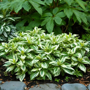 Почвопокровные