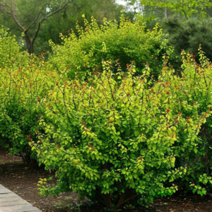 Кустарники