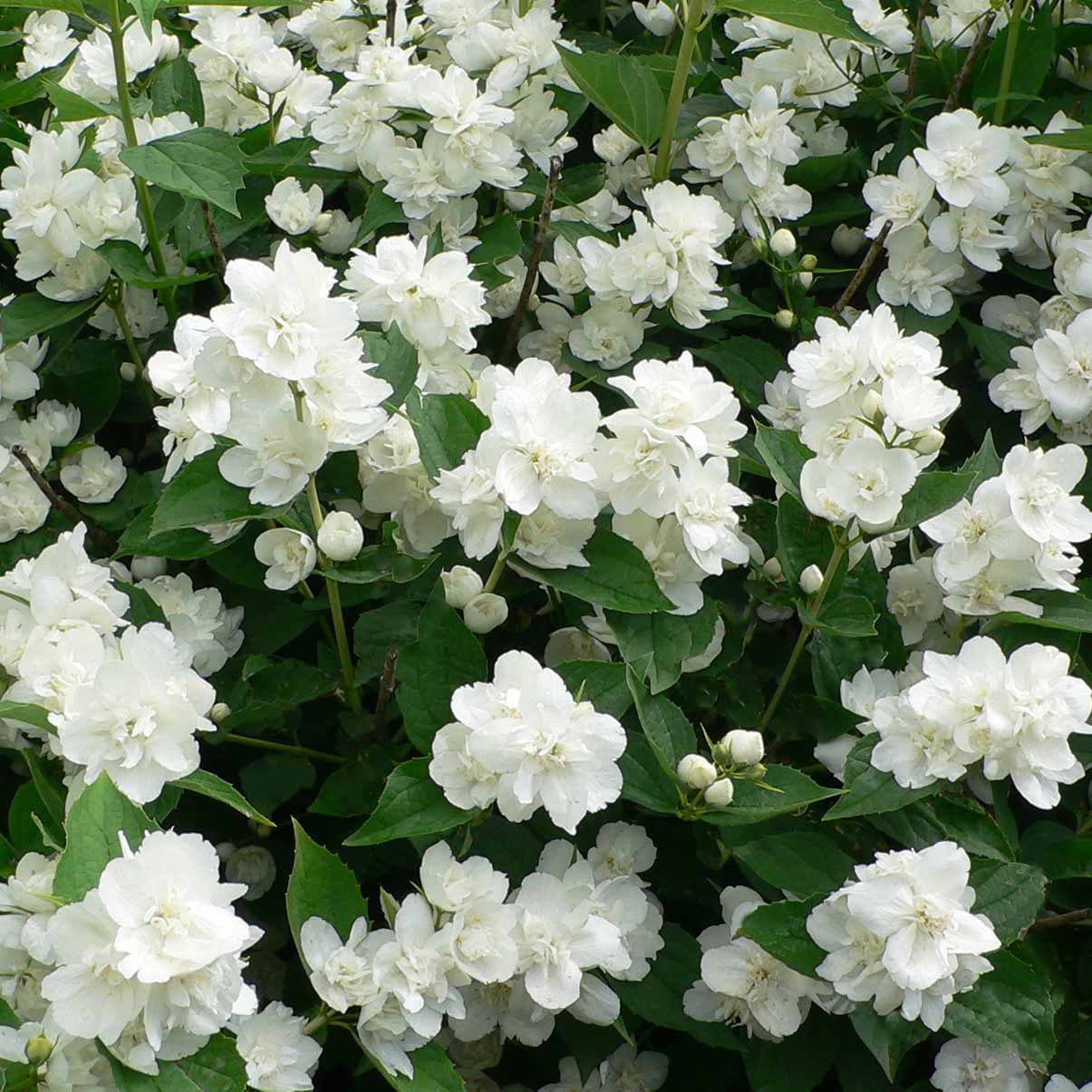 Чубушник (жасмин) Эльбрус (P9, 2025)