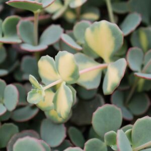 Очиток Зибольда Вариегата (P9, 2025)