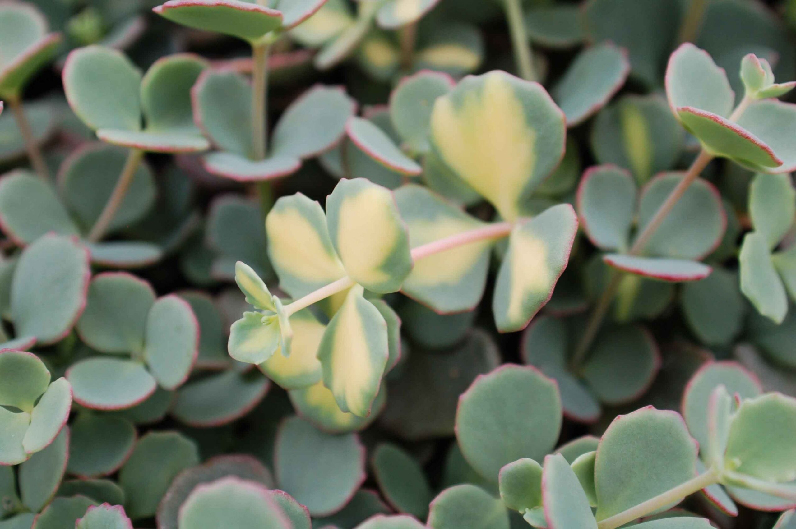 Очиток Зибольда Вариегата (P9, 2025)