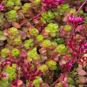 Очиток (седум) Фулдаглут (C1, 2025)