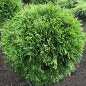 Туя Литл Гиант (C2, 2025)