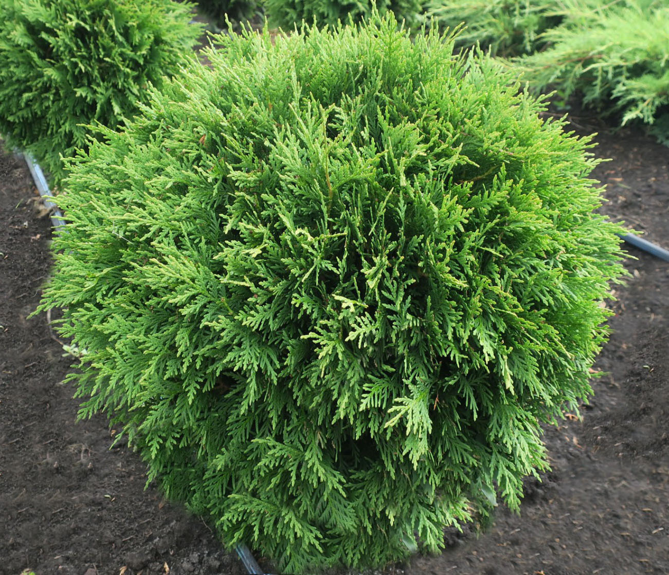 Туя Литл Гиант (C2, 2025)