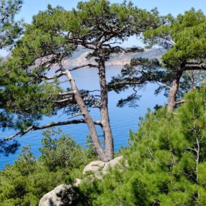 Сосна Крымская (P9, 2025)