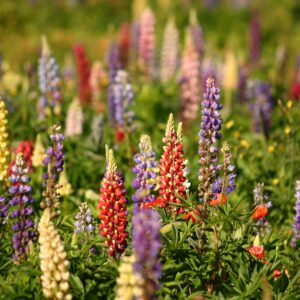 Люпин Низкорослый (P9, 2025)