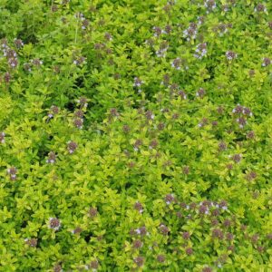 Тимьян Лимоннопахнущий (P9, 2025)