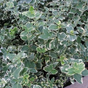 Бересклет Форчуна Сильвер Квин (C1, 2025)