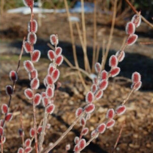 Ива Маунт Асо (P9, 2025)