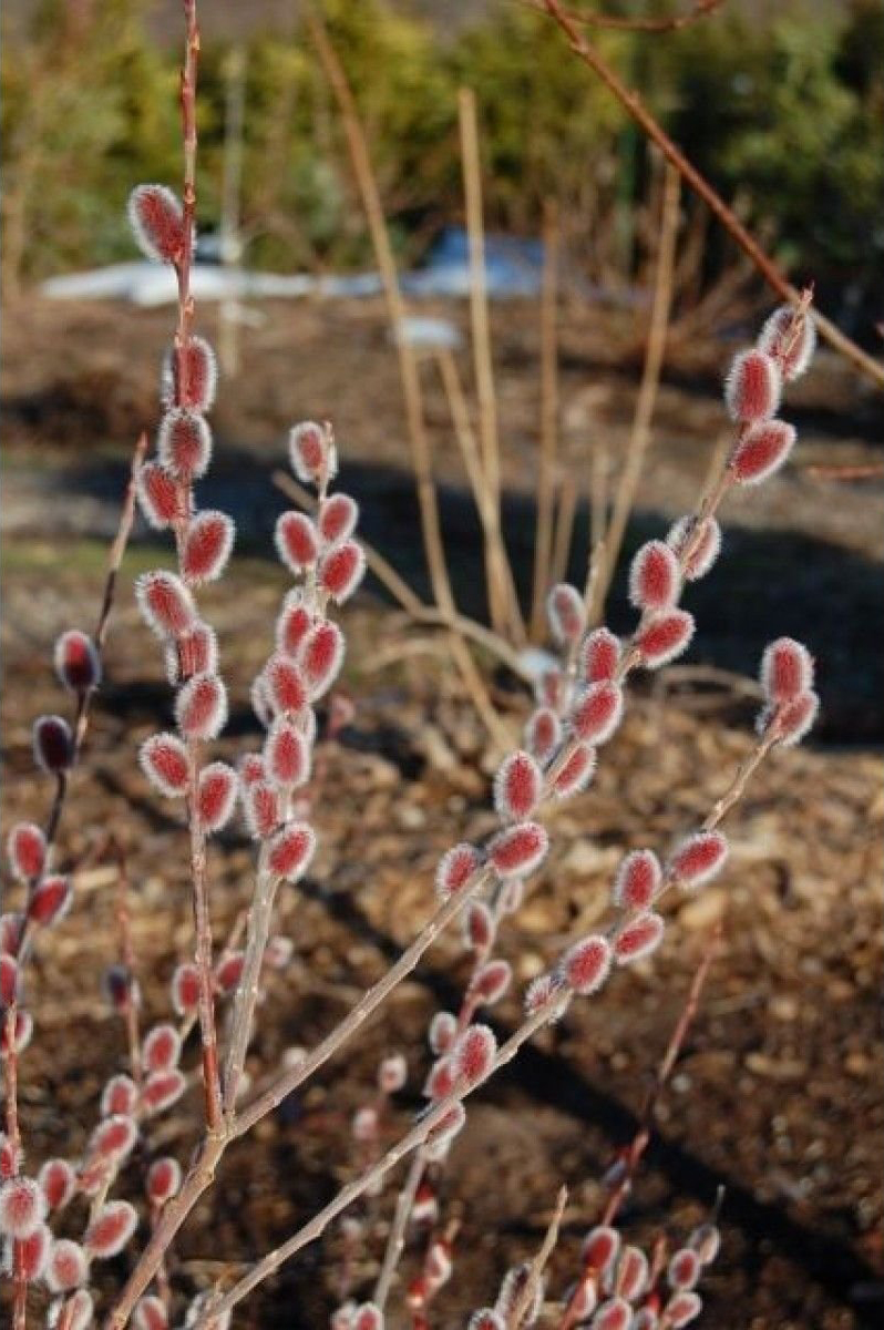 Ива Маунт Асо (P9, 2025)