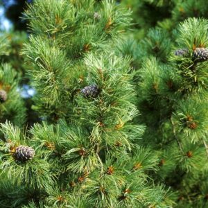 Кедр Сибирский (P9, 2025)