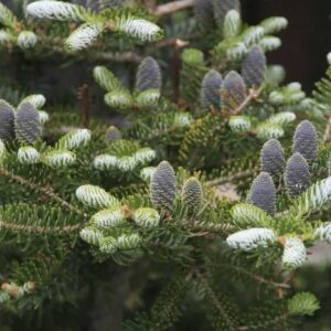 Пихта Сибирская (P9, 2025)