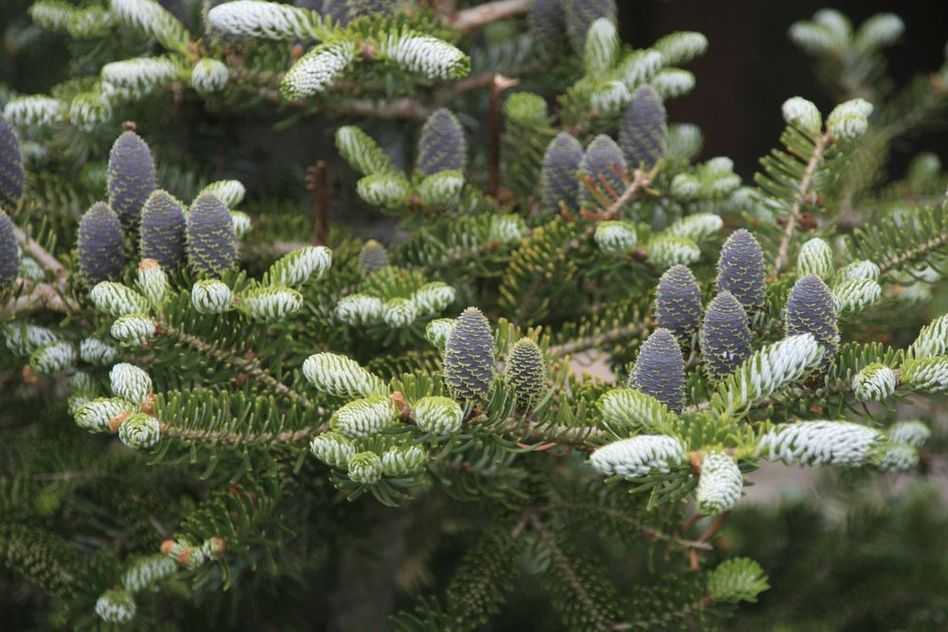 Пихта Сибирская (P9, 2025)