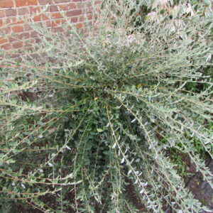 Ива Аргентеа (P9, 2025)