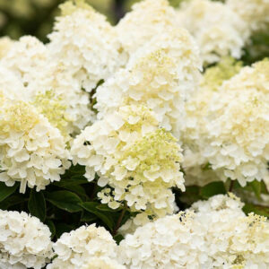 Гортензия метельчатая Summer Snow (P9, 2025)