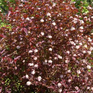 Пузыреплодник Красный (P9, 2025)