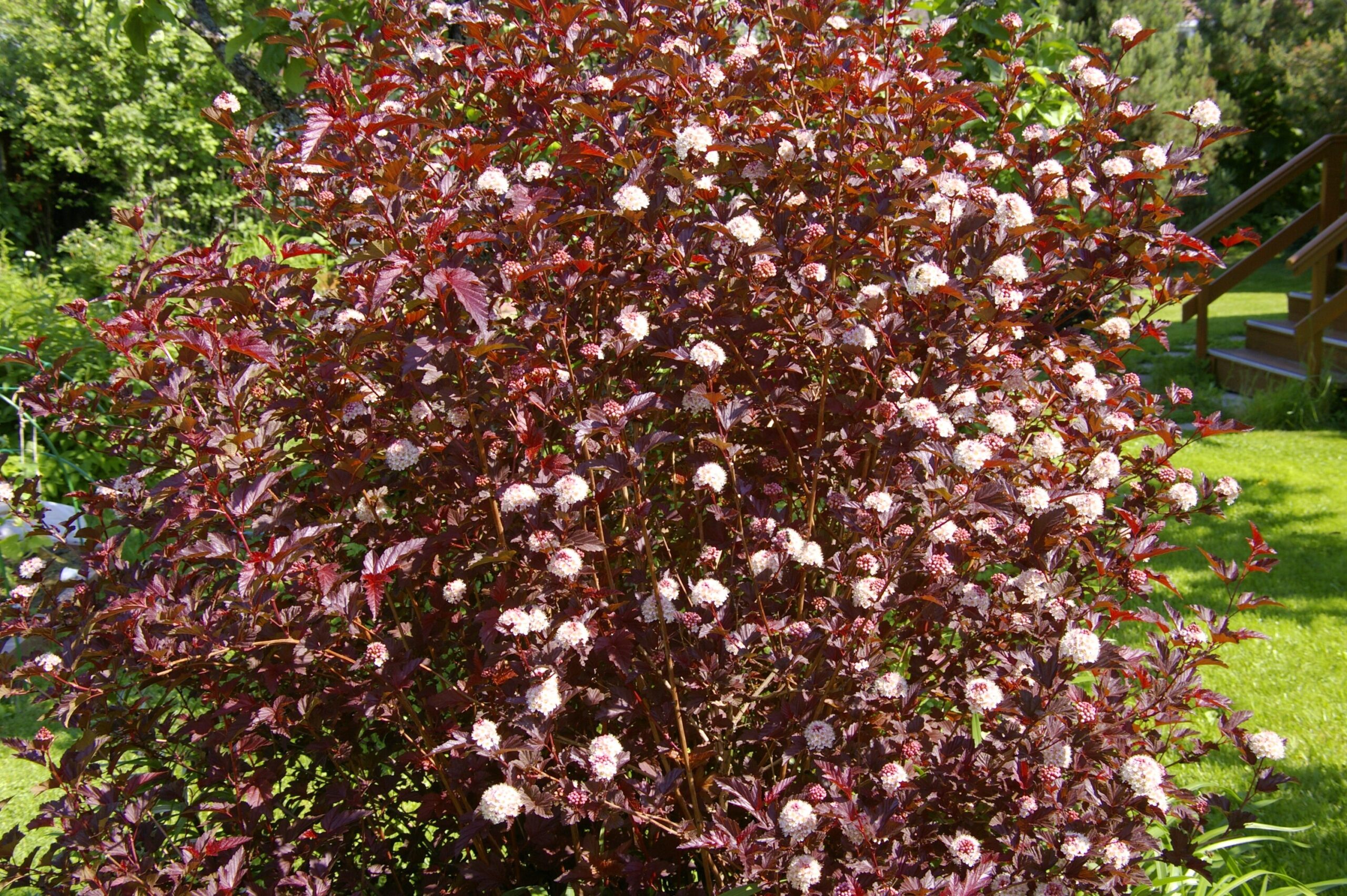 Пузыреплодник Красный (P9, 2025)