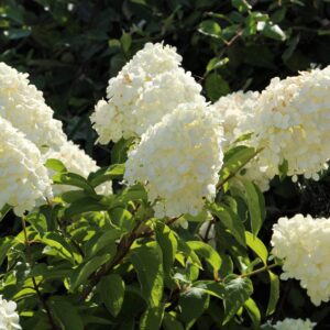 Гортензия метельчатая Polar Bear (P9, 2025)