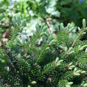 Пихта Бальзамическая (C2, 2025)