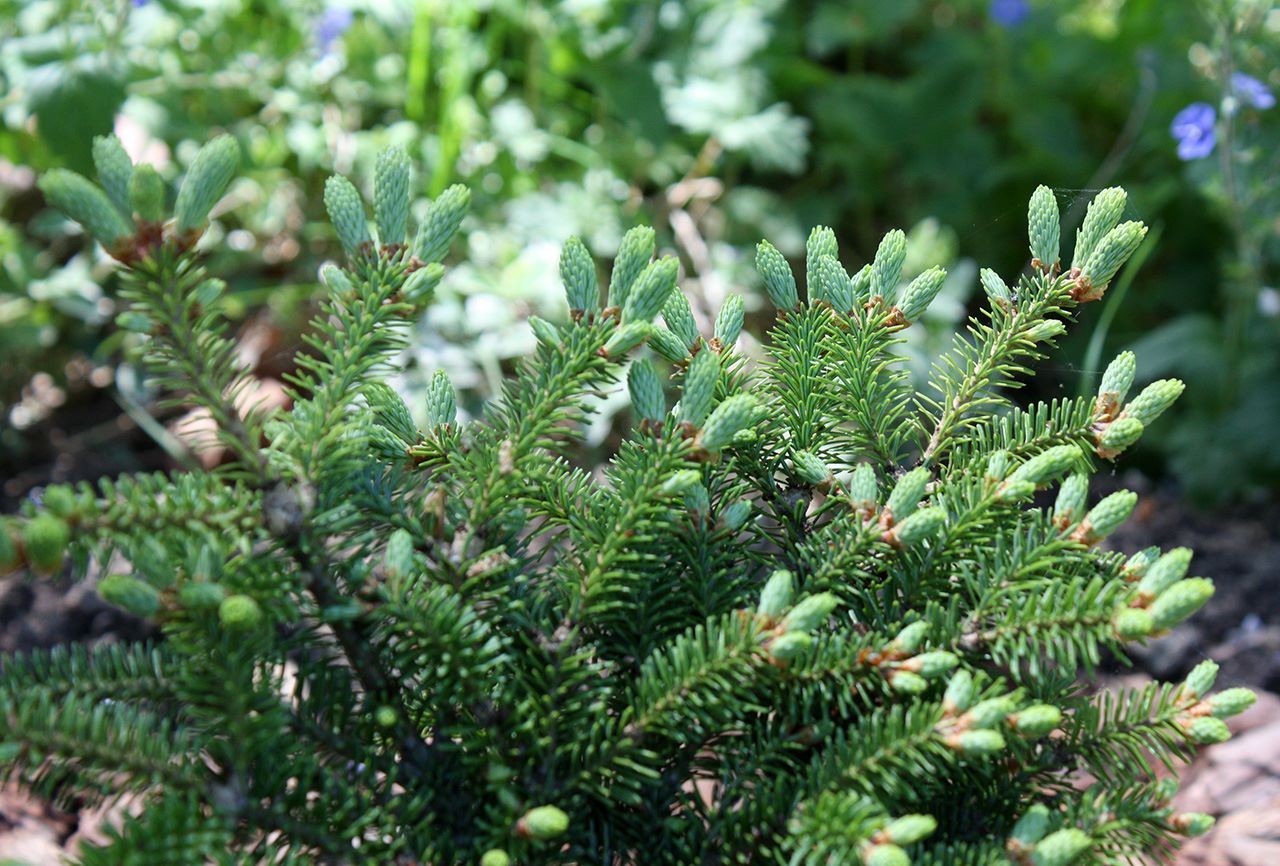 Пихта Бальзамическая (C2, 2025)