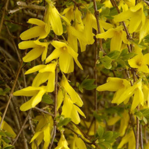 Форзиция Корейская Кумсон (P9, 2025)