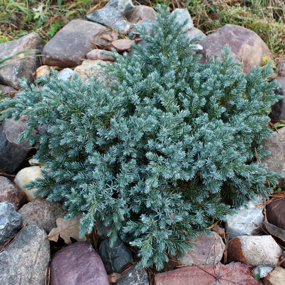 Можжевельник Блю Стар (C2, 2025)