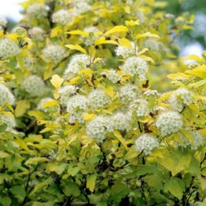 Пузыреплодник Лютеус (C2, 2025)