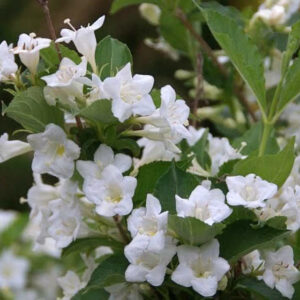 Вейгела Сноуфлейк (P9, 2025)