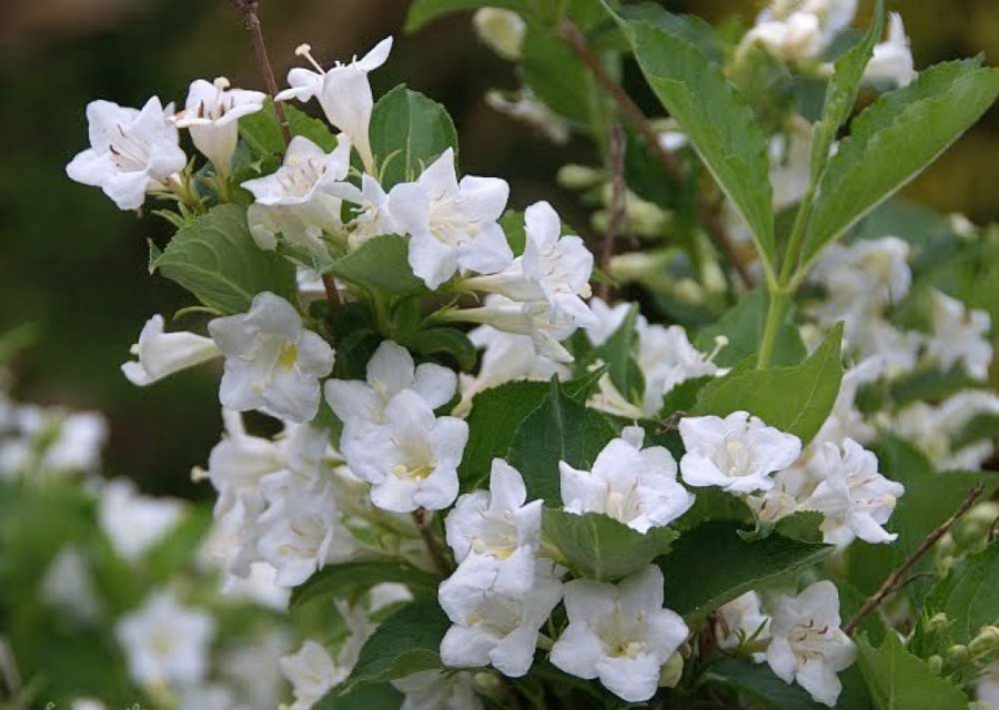 Вейгела Сноуфлейк (P9, 2025)