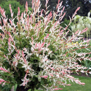 Ива Хакуро-Нишики (P9, 2025)