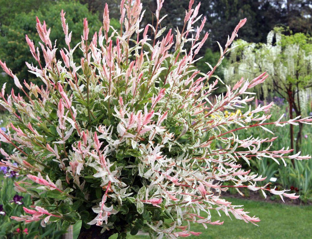 Ива Хакуро-Нишики (P9, 2025)