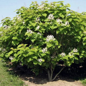 Катальпа (C1, 2025)