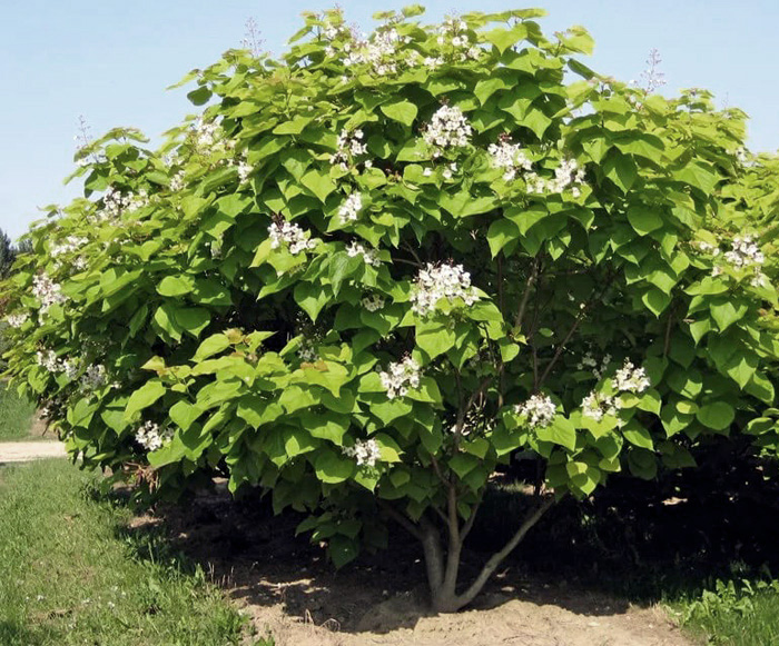 Катальпа (C1, 2025)