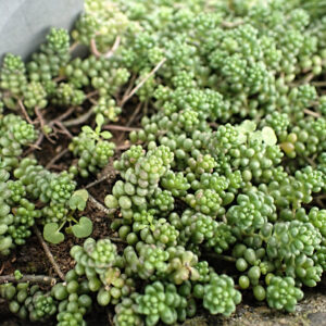 Очиток (седум) Альбум (C1, 2025)