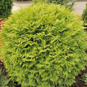 Кипарисовик Глобоза Ауреа Лавс. (P9, 2025)