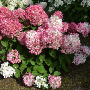 Гортензия метельчатая Pink and Rose (P9, 2025)