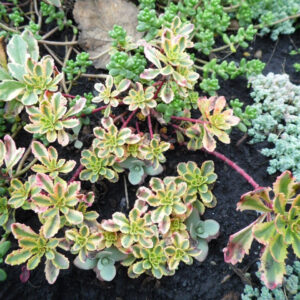 Очиток Миддендорфа Вариегата (P9, 2025)