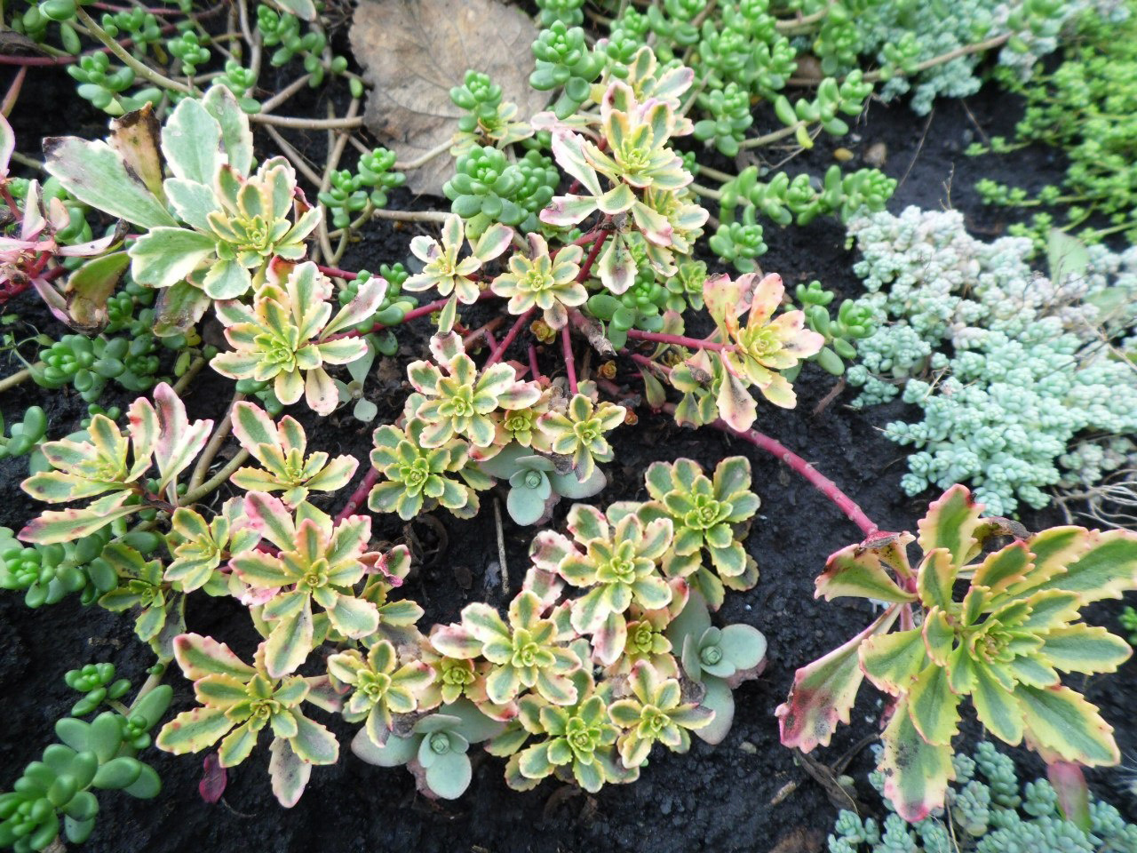 Очиток Миддендорфа Вариегата (P9, 2025)