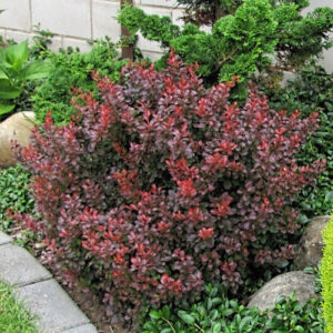 Барбарис Атропурпурея (P9, 2025)