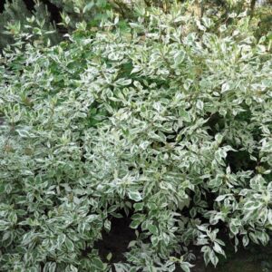 Дерен Элегантиссима (P9, 2025)