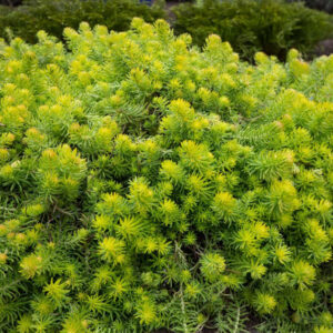 Очиток (седум) Ангелина (P9, 2025)