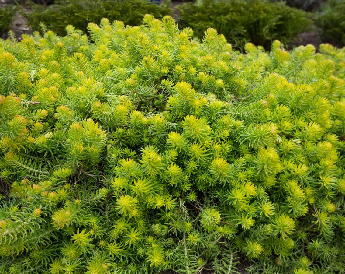 Очиток (седум) Ангелина (P9, 2025)