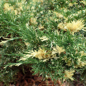 Можжевельник Казацкий Вариегата (P9, 2025)