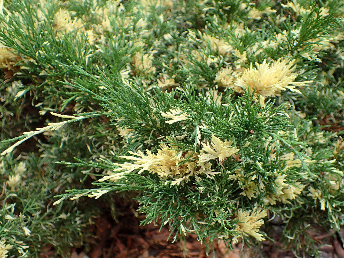 Можжевельник Казацкий Вариегата (P9, 2025)