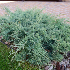 Можжевельник Пфитцериана Глаука (P9, 2025)