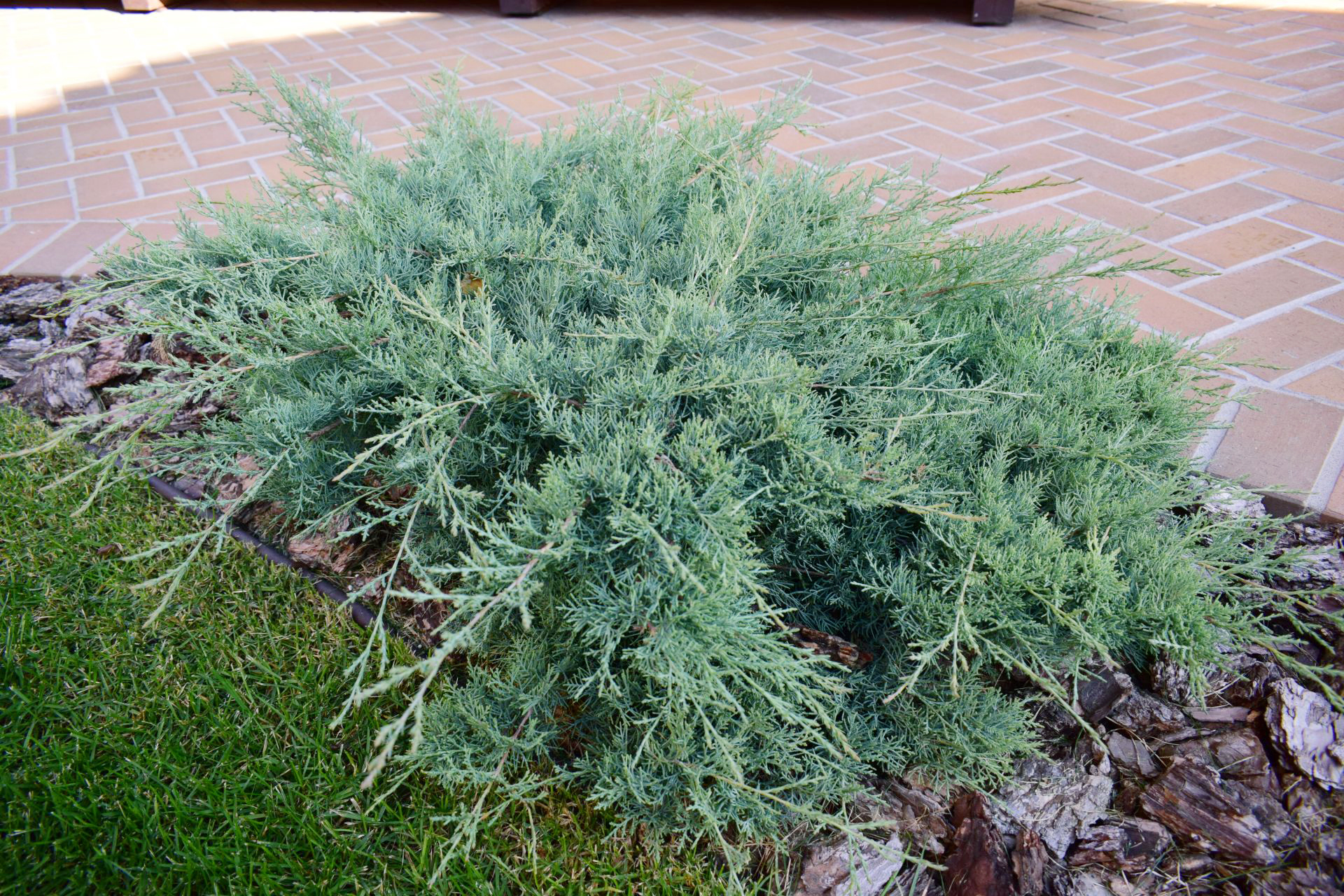 Можжевельник Пфитцериана Глаука (P9, 2025)