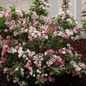 Вейгела Карнавал (C2, 2025)