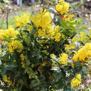 Магония Падуболистная (P9, 2025)